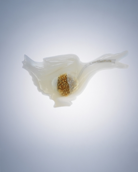 Photograph Liz Mcburney Goose Jelly on One Eyeland